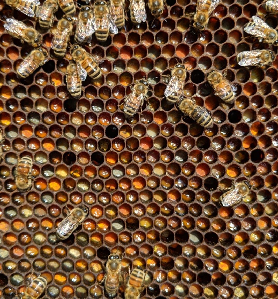 Bees on Honeycomb