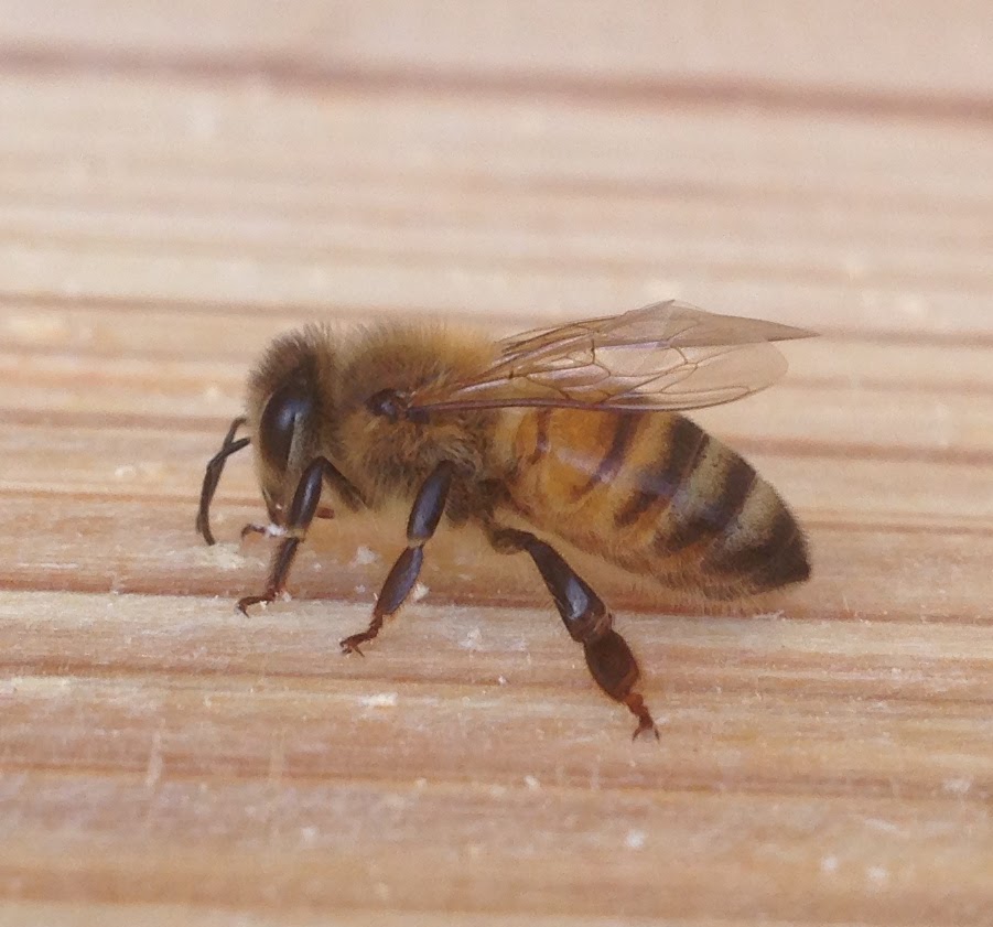 Close-up of a Bee